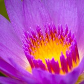 Nymphaea