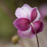Anemone+hupehensis